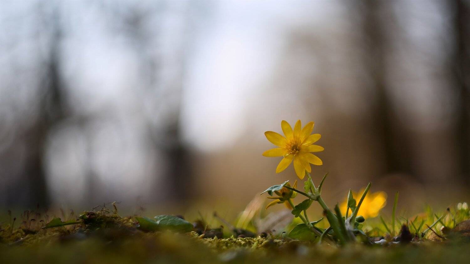 , Эдуард Колобошников