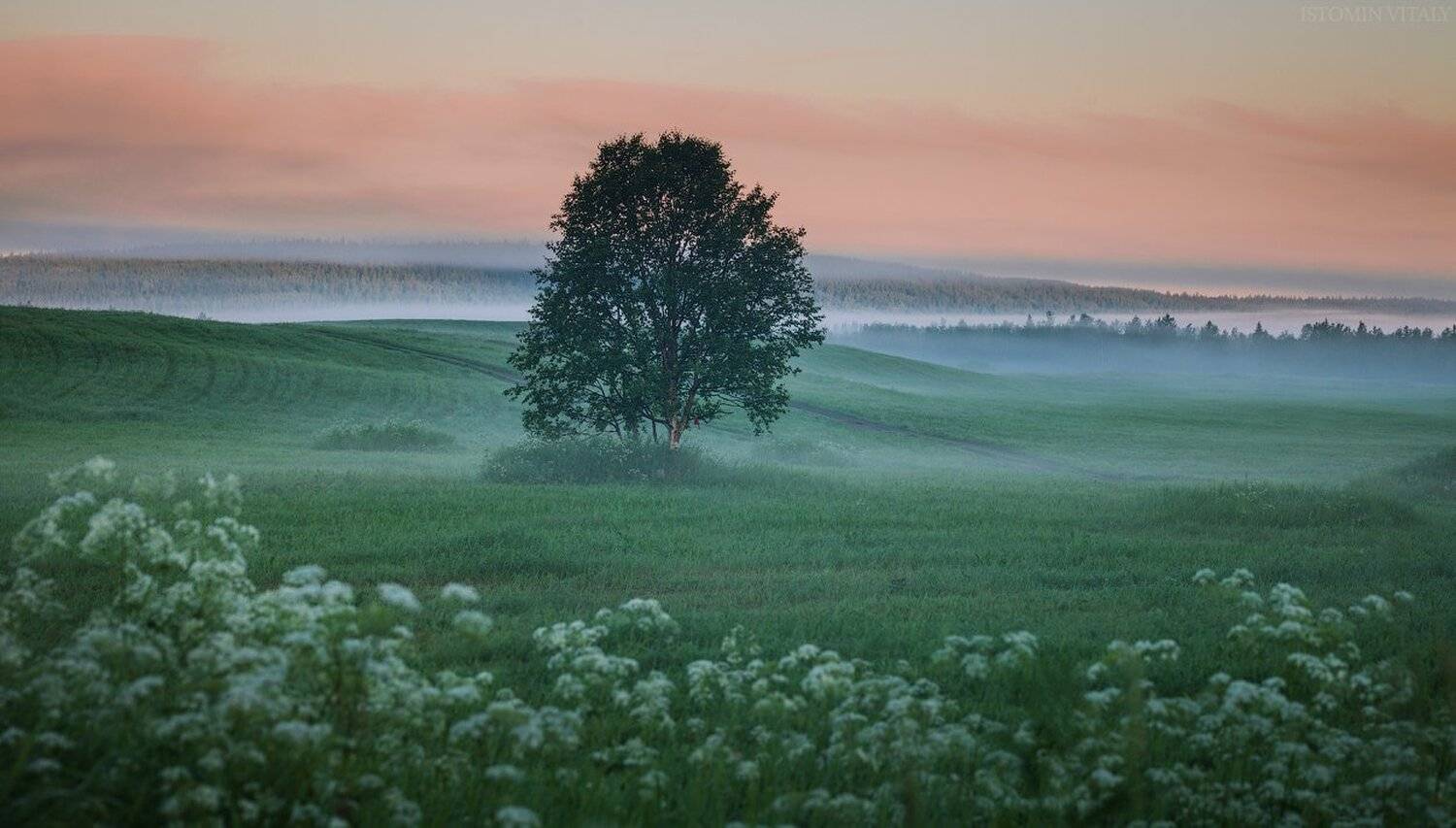 пейзаж,расвет,туман,свет,лето,дерево,перспектива,небо, Виталий Истомин