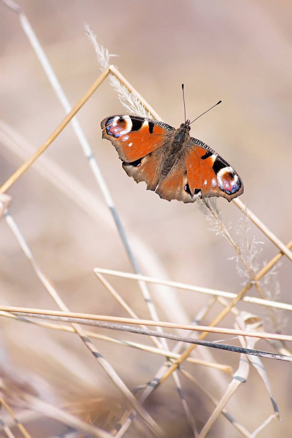 бабочка,ветка,цвет,красный,желтый,крылья, Юрий Котов