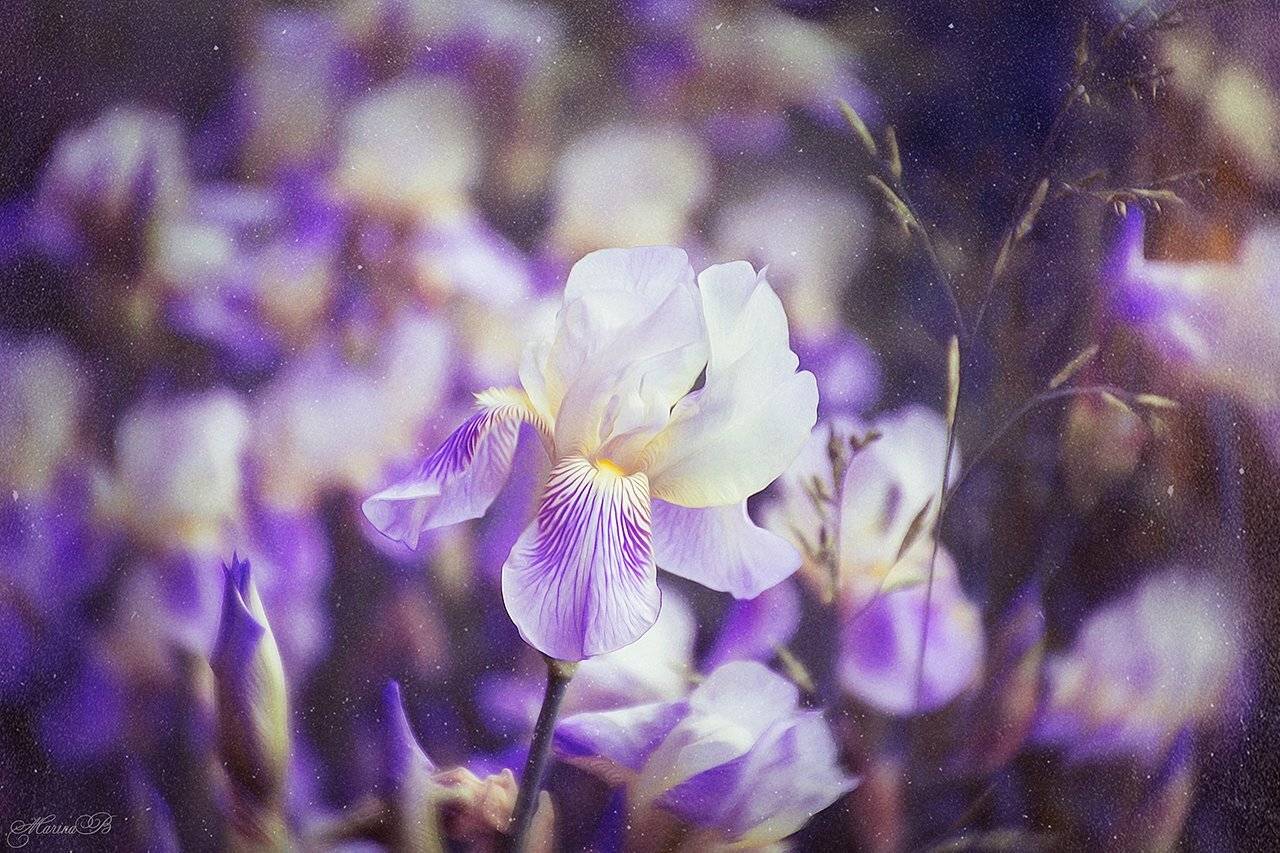 ирис, фиолетовый, purple, Marina Baccardi