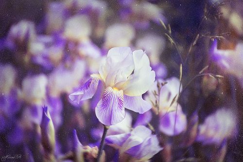 Волшебный ирис