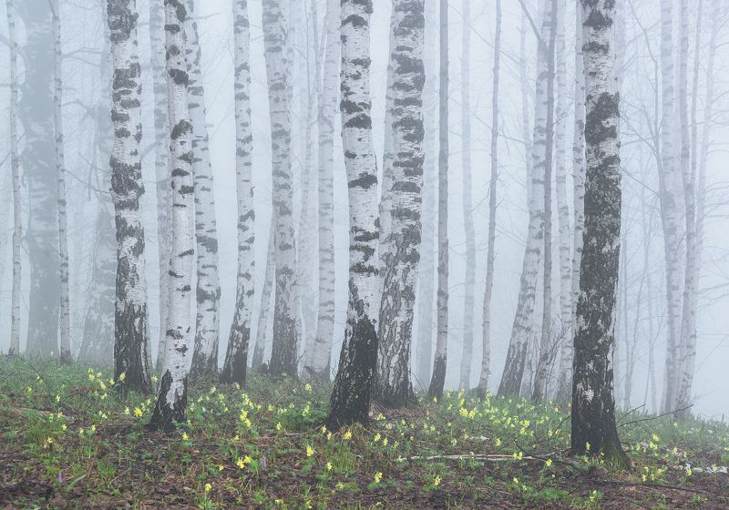алтай, весна, сибирь, цветение, хохлатки, предгорья, березы, березовая роща Весенний туман фото превью