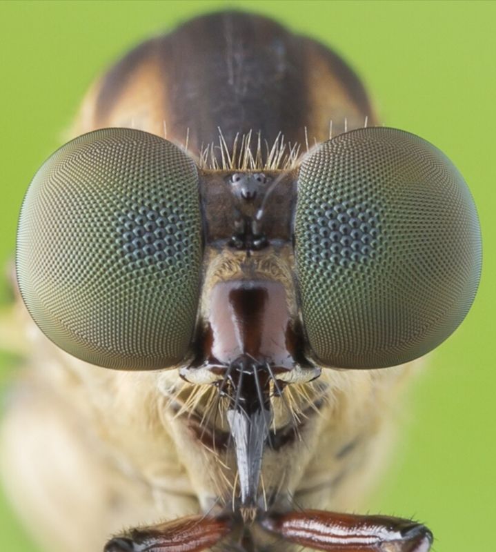 #macro#robberfly#colors Eye Of Robberfly фото превью