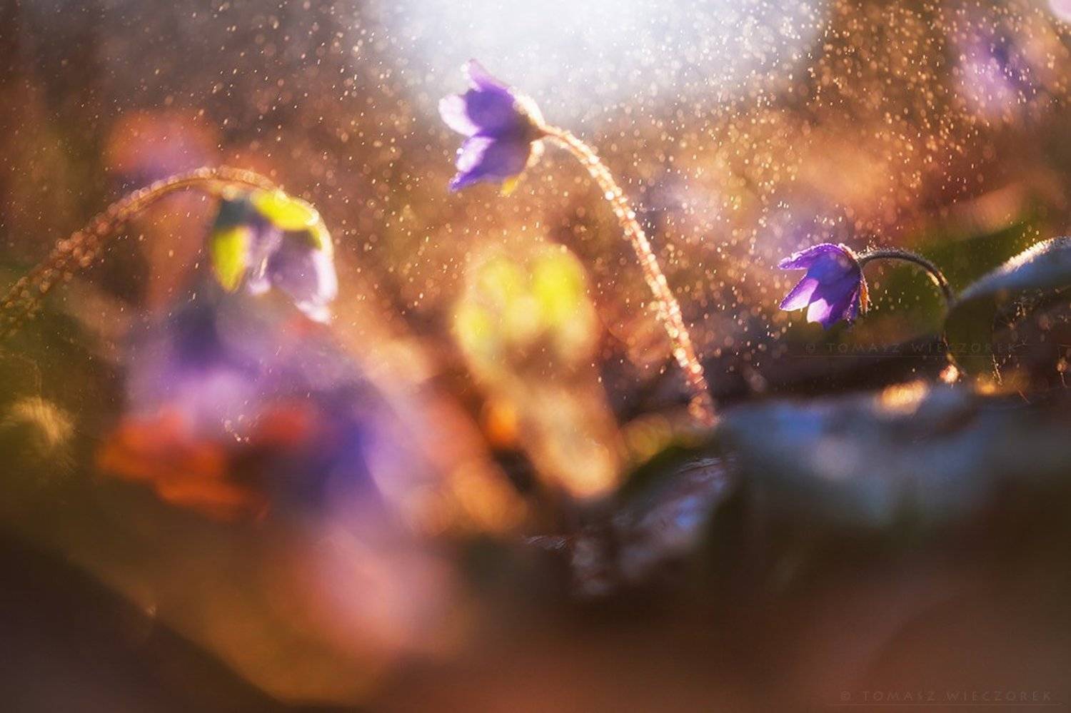 softness, flowers, forest, rain, sunrise, sunset, flowers, bokeh, light, drops, shadows, poland, spring, Tomasz Wieczorek
