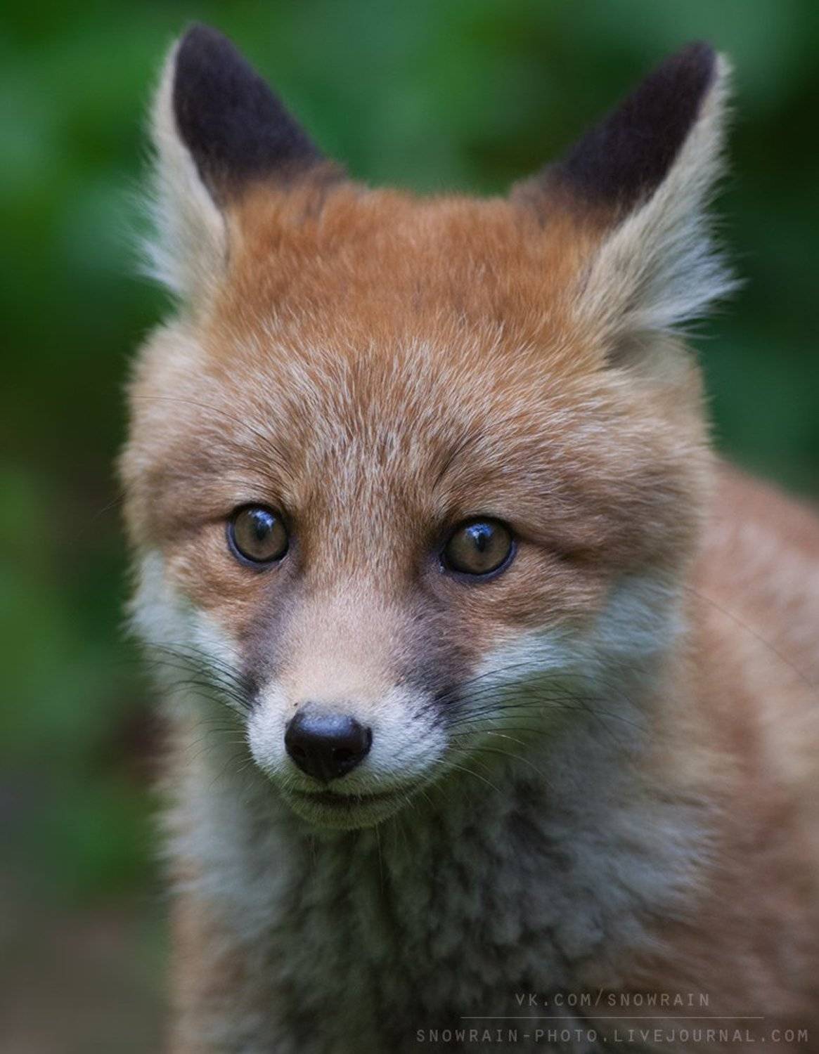 лиса, фотоохота, анималистика, дикая природа, природа, лес, животные, nature, wildlife, fox, animal, wildlifephoto, Snowrain