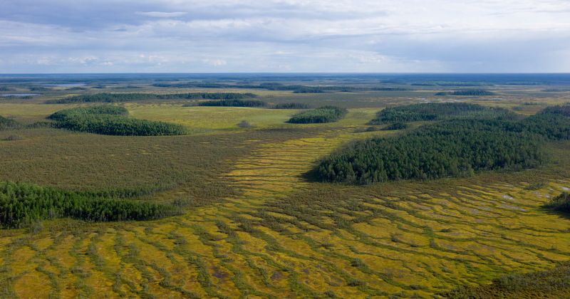Западная Сибирь Томская область васюганское болото  васюганское болото фото превью