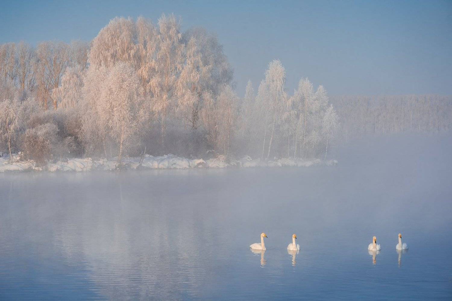 лебеди, зима, Екатерина (PhotoJourneys.ru) Васягина