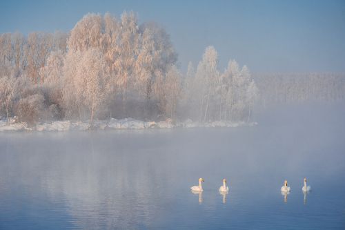 Лебединое озеро