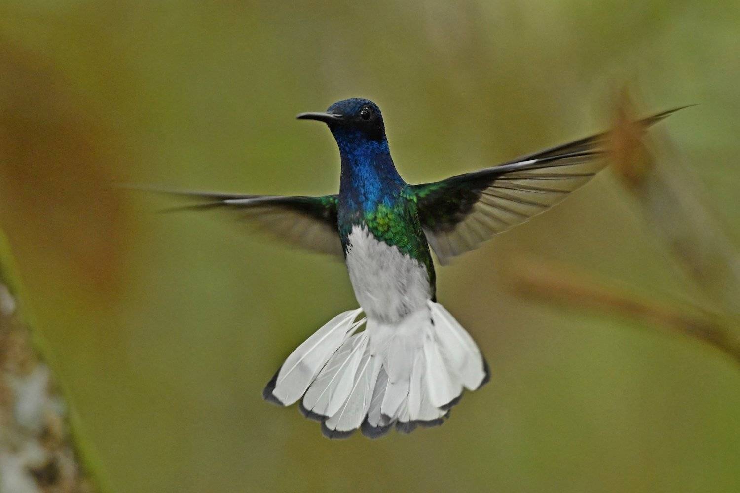 колибри (перу), Александр Маркелов