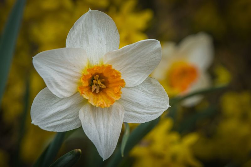 Spring фото превью