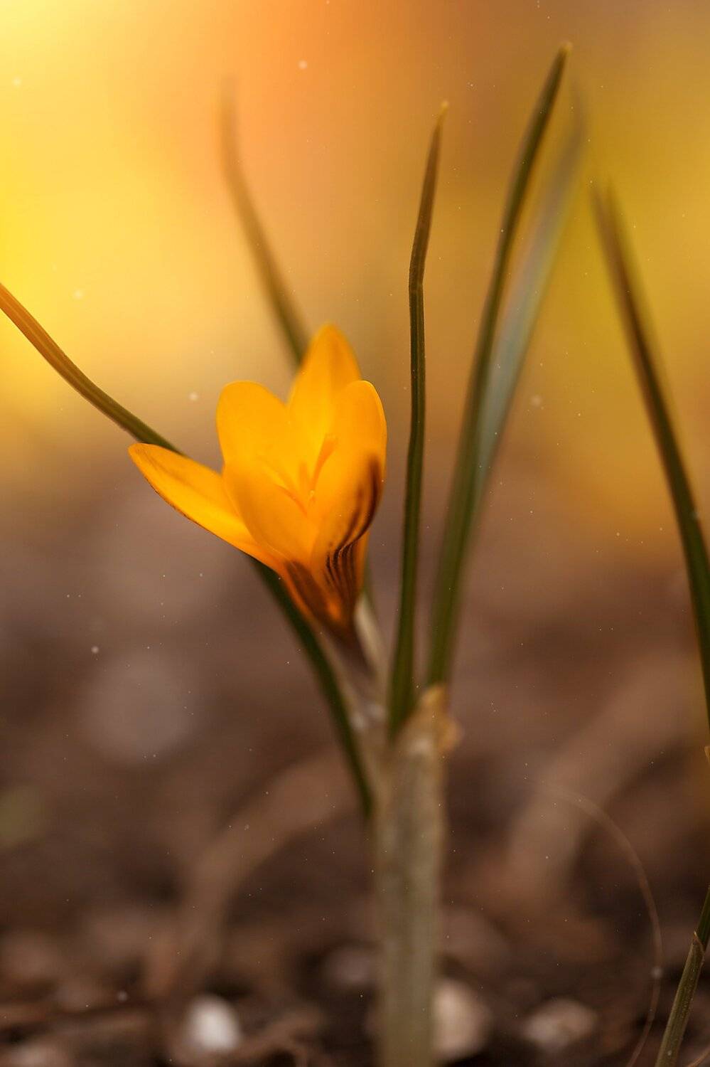 крокус, весна, макро, цветок, Анастасия Добровольская