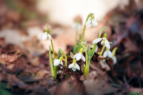 Подснежники