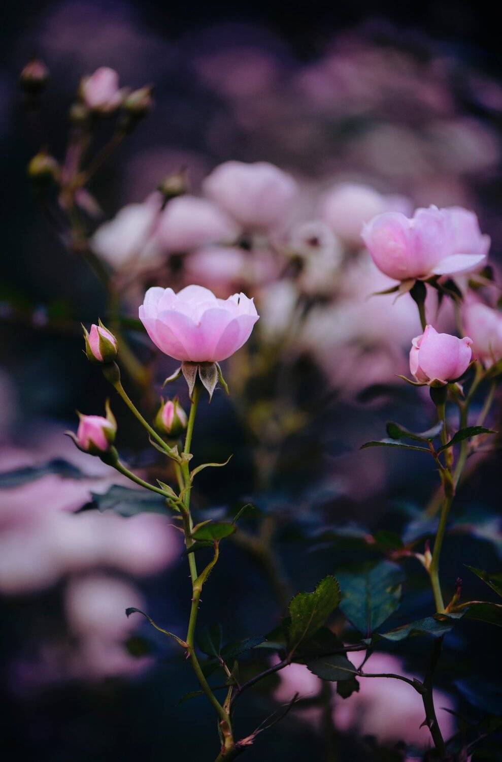 розы, макро, Анастасия Добровольская