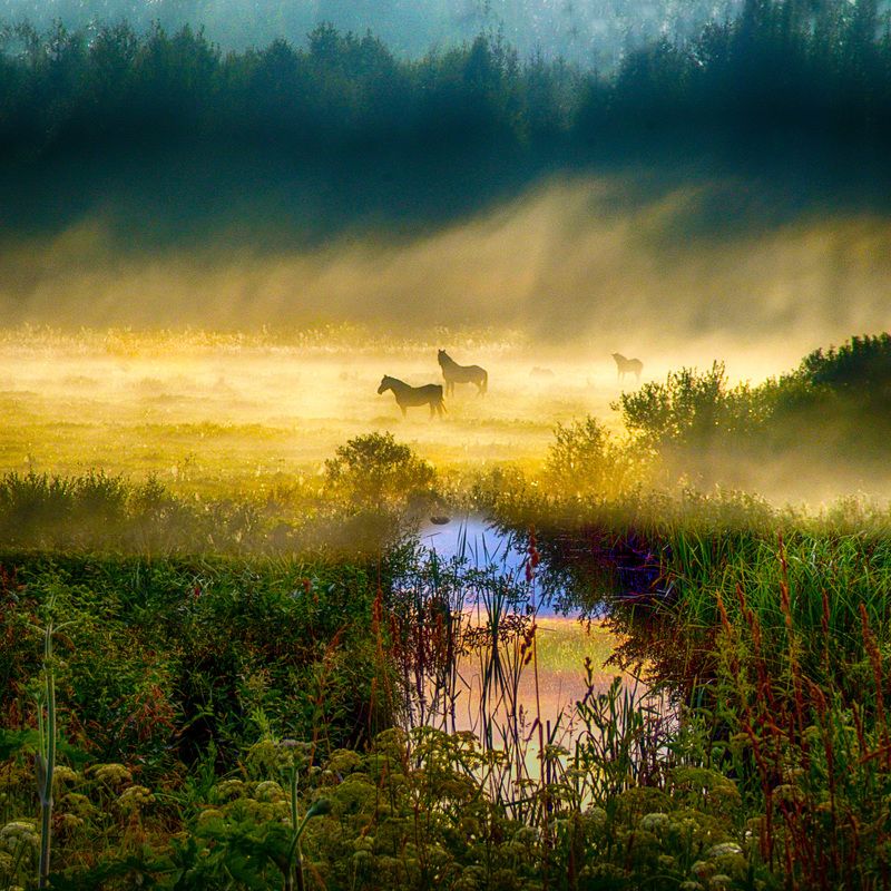 утро Раннее утро фото превью