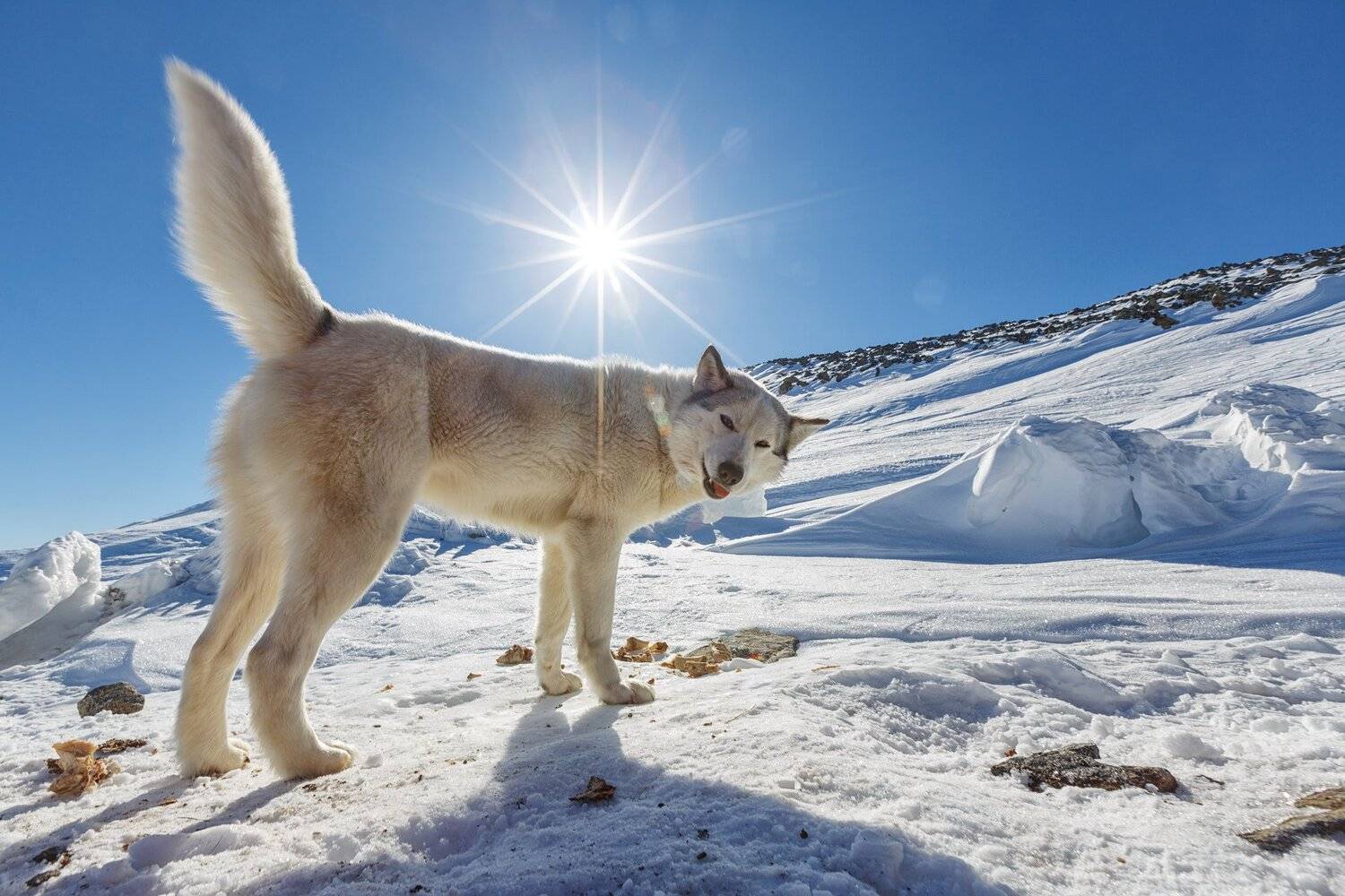 , Шевченко Николай