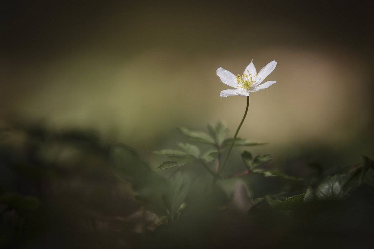 , Nicolae Fanurie Chirobocea