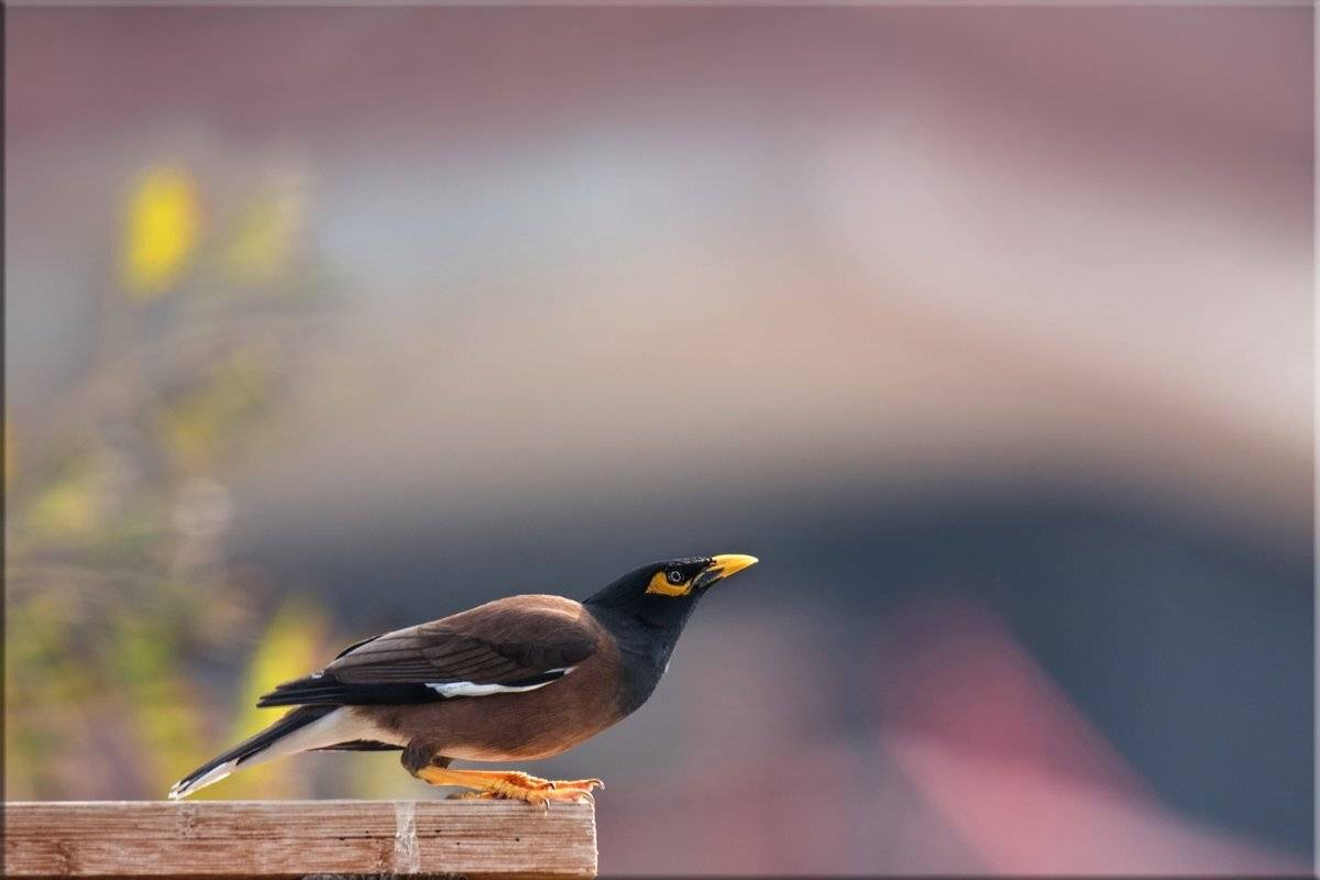 скворец, майна, апрель, Людмила Бекман