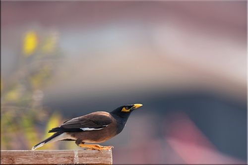 Его манила розовая даль...