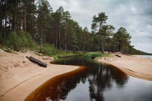 Торфяная река у Онеги, Карелия