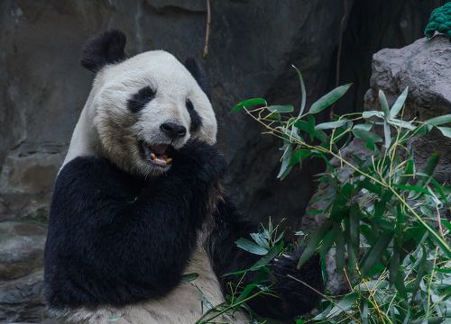 В гостях у Панды.