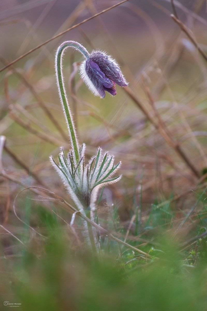 snow., mountain, .glacier.evergreen, .snowfall., ridge, .snowy., slope, .mountain., peak., mountain., range., snowcapped., mt, foraker., Леонид Морозов