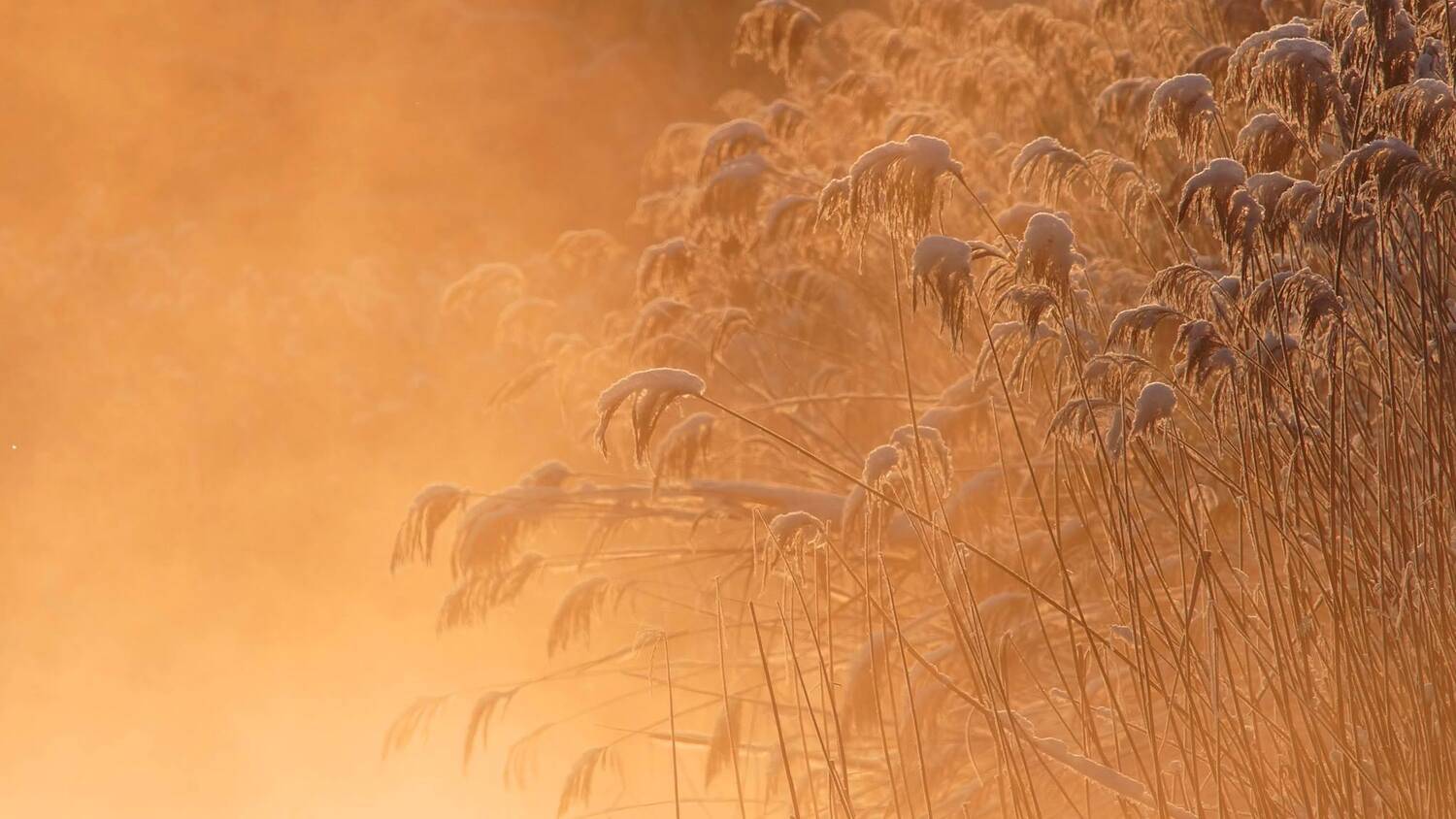 , Илья Бышнёв