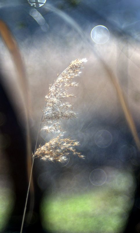 природа, свет, настроение Весенняя фото превью
