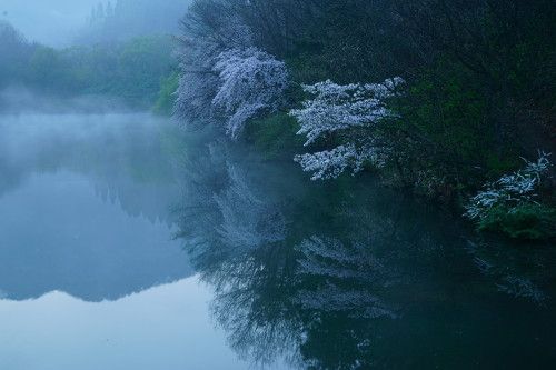 Reflection of cherry blossoms