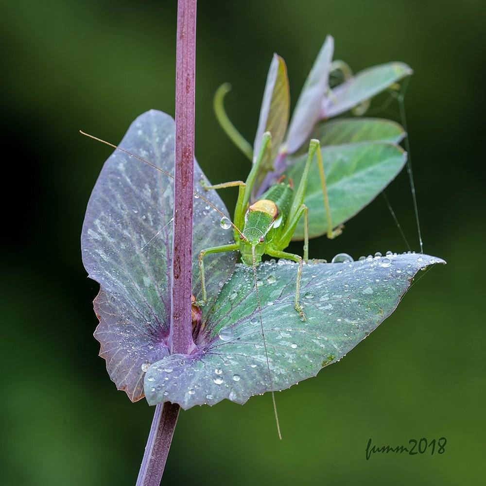 , Игорь ФУММ