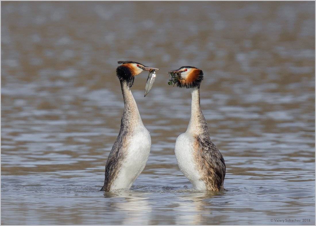 , Валерий Субачев