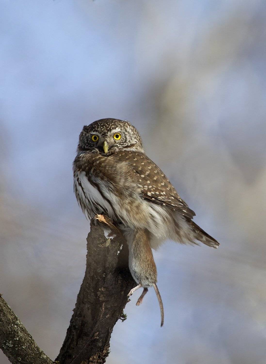 , Иваненко Светлана