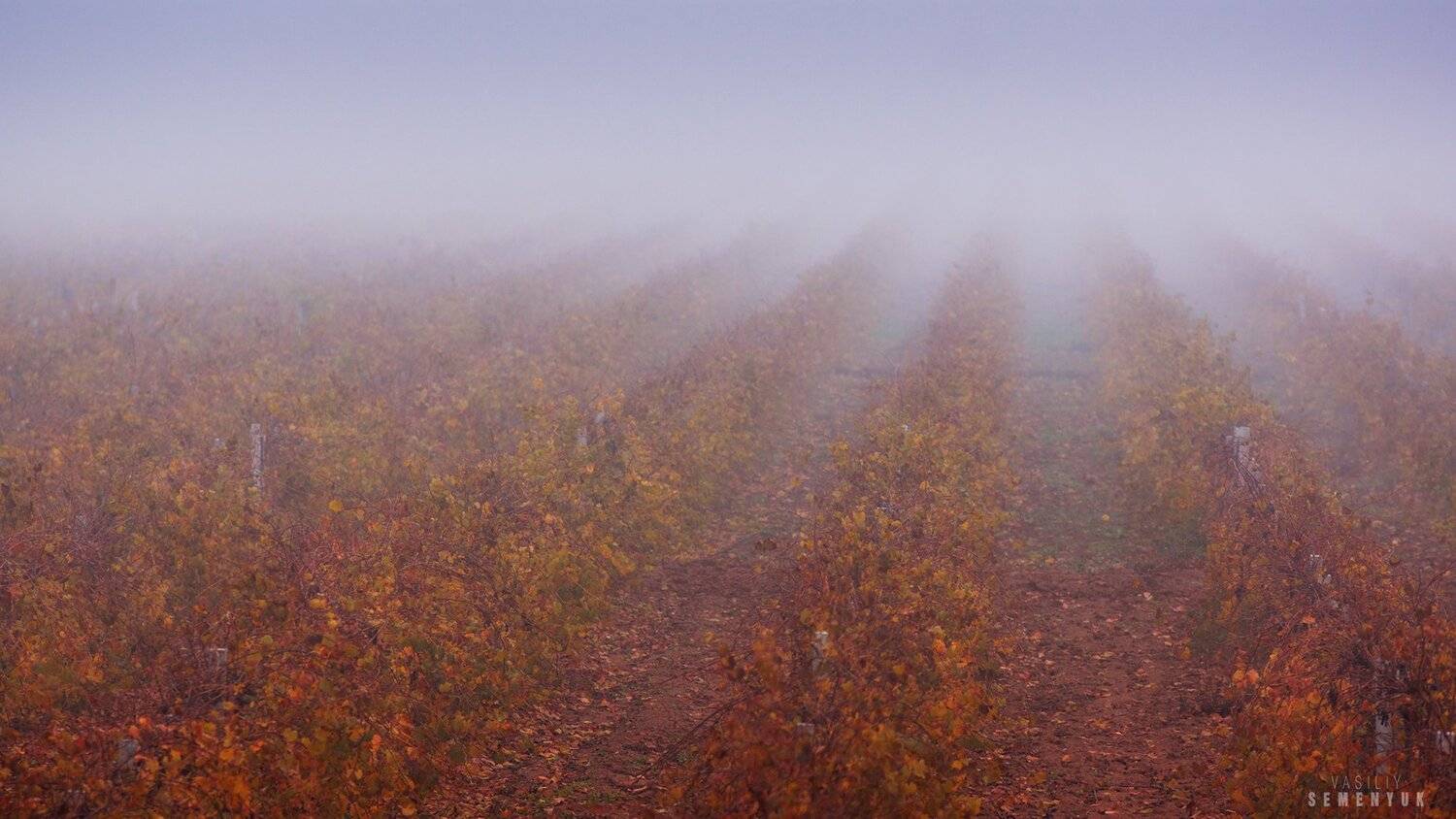 крым, осень, виноградник, туман, минимализм., Семенюк Василий