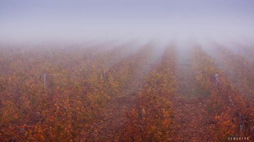 Виноградник осенью.