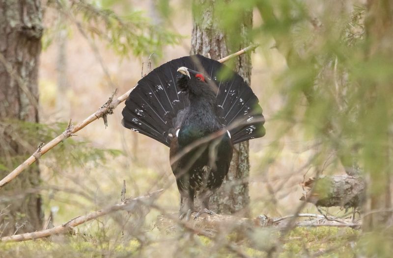 Глухарь фото превью