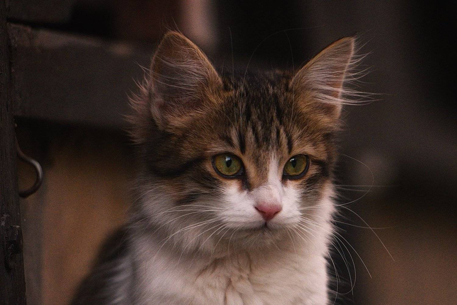 кошечка, улица,, Вьюшкин Игорь