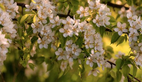 Цветение дикой груши