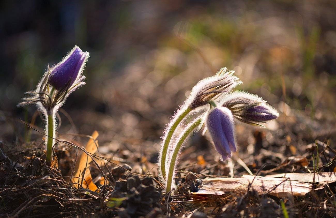 весна, апрель, сон-трава, цветы, Галанзовская Оксана