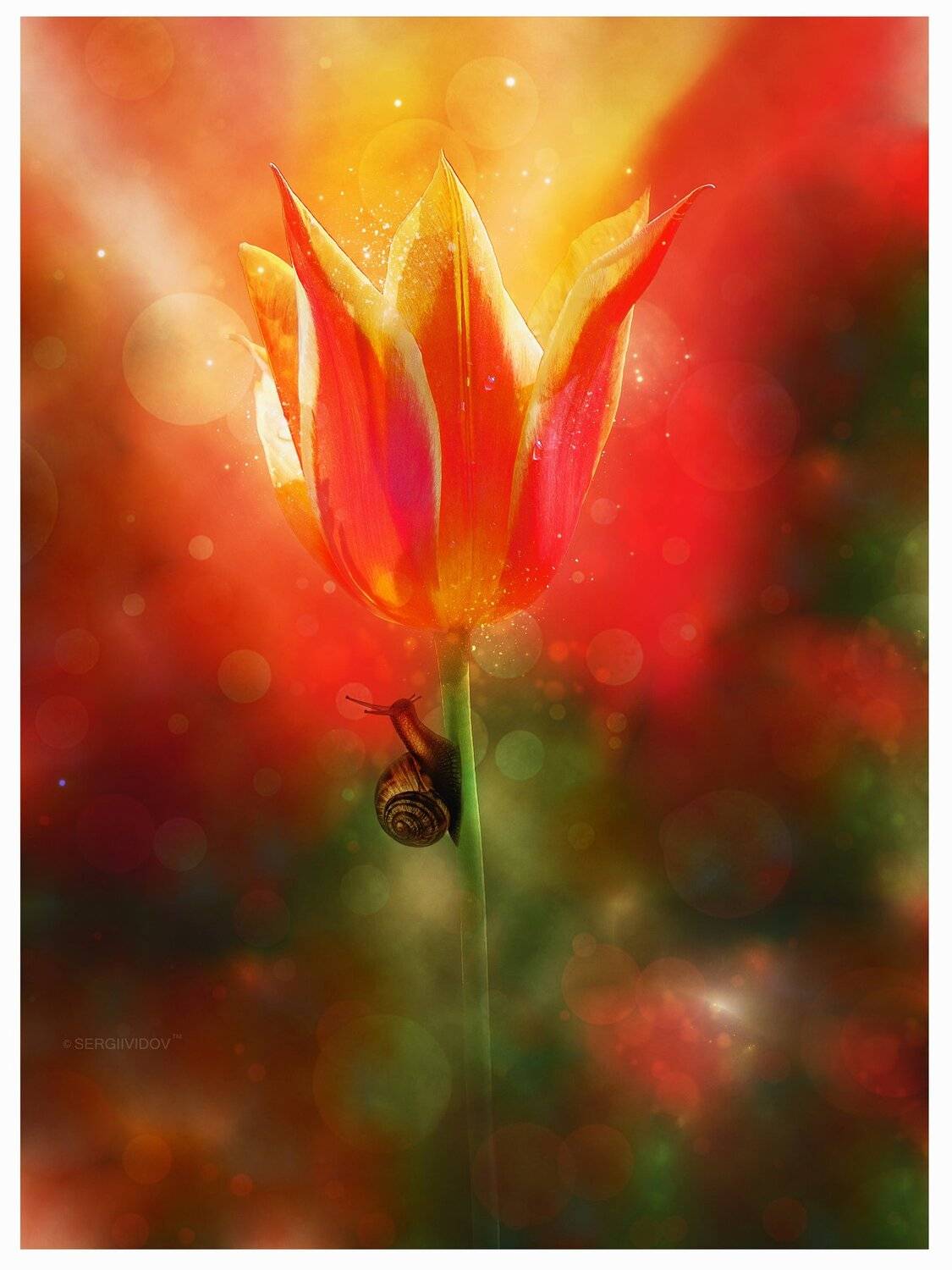 тюльпан, флора, улитка, Sergii Vidov