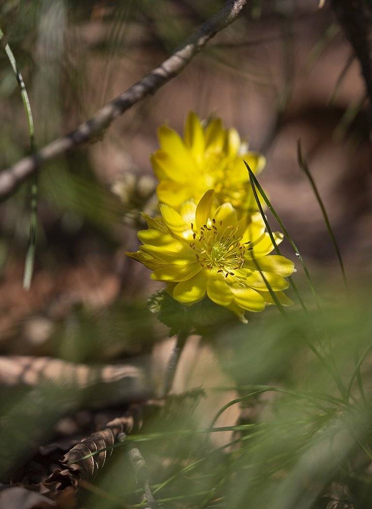 адонис амурский adonis amurensis, Евгений Слободской