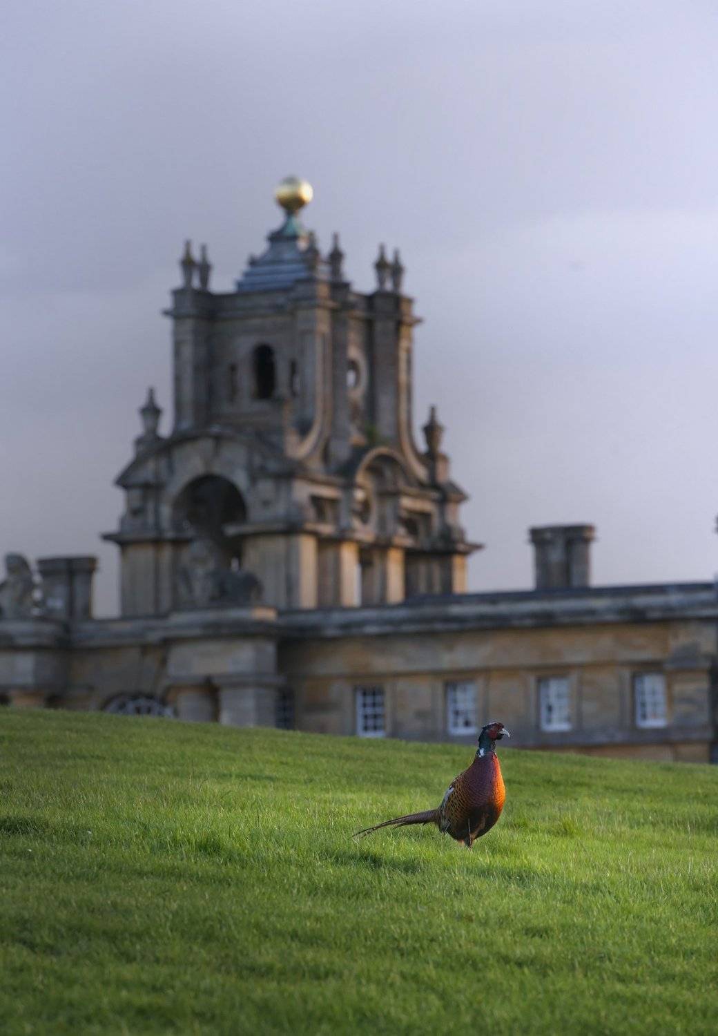 blenheim palace, landscape, pheasant, birds, Dmitry Samoylin