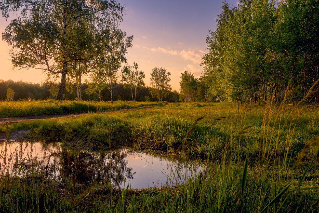 луг, весна, май, вечер, лужа, Галанзовская Оксана