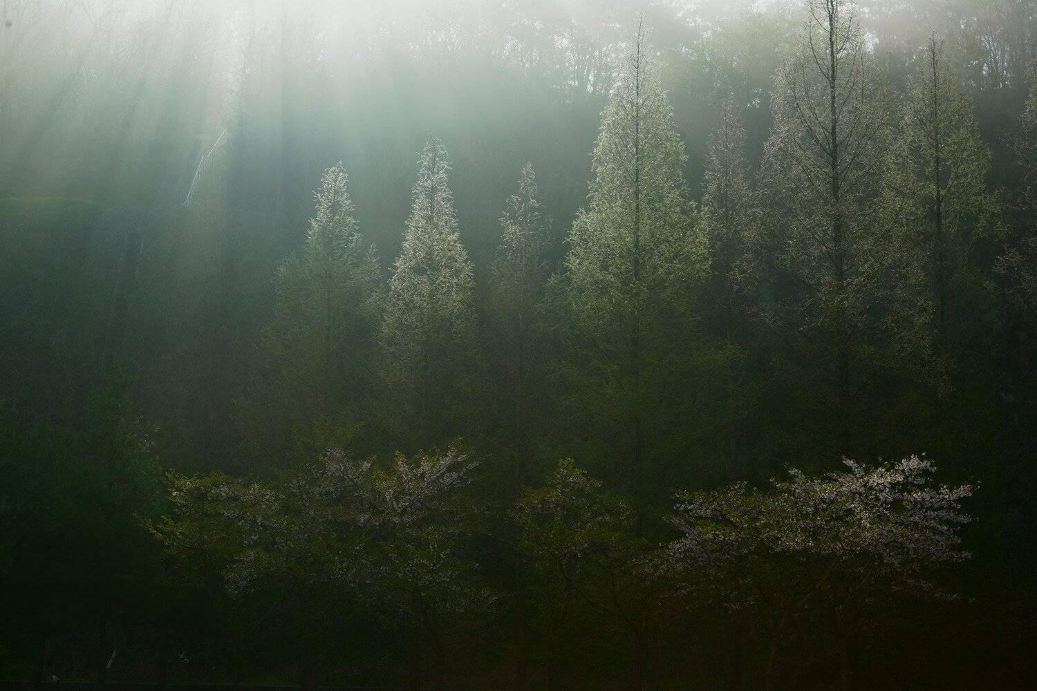 korea,spring,fog,sunlight,cherry blossom,, Shin
