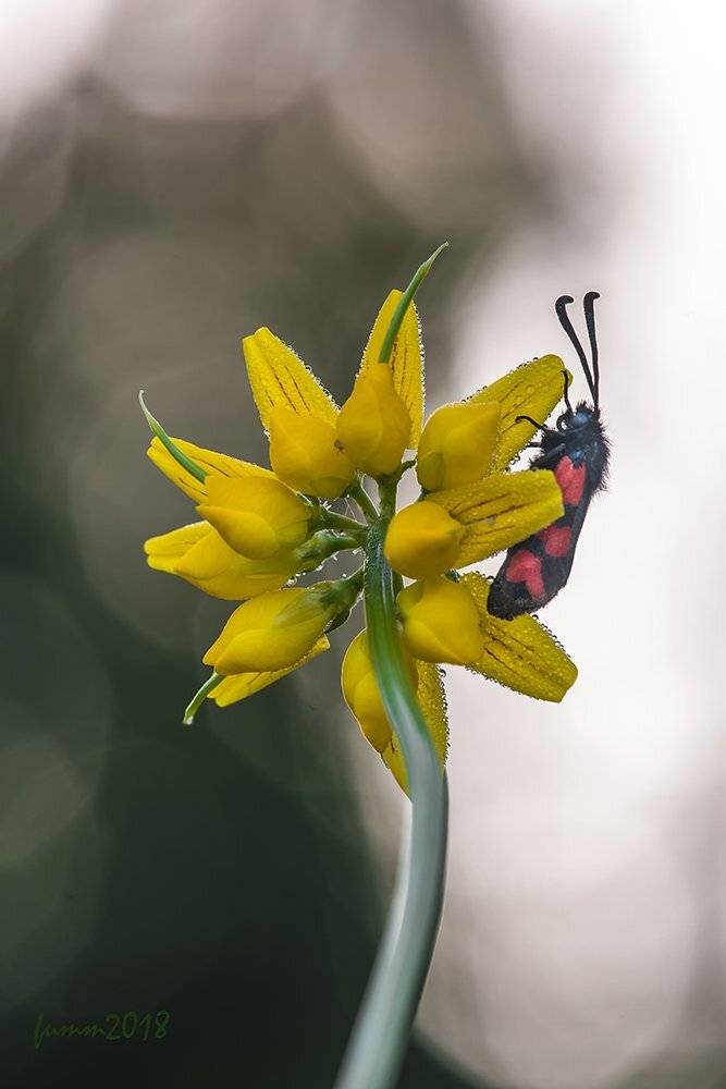 , Игорь ФУММ