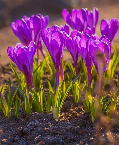 Весна в ботаническом саду!