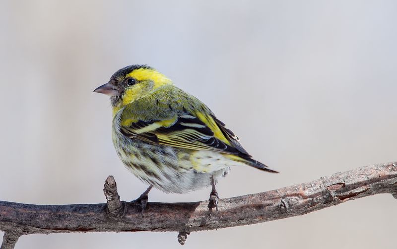 Чиж фото превью