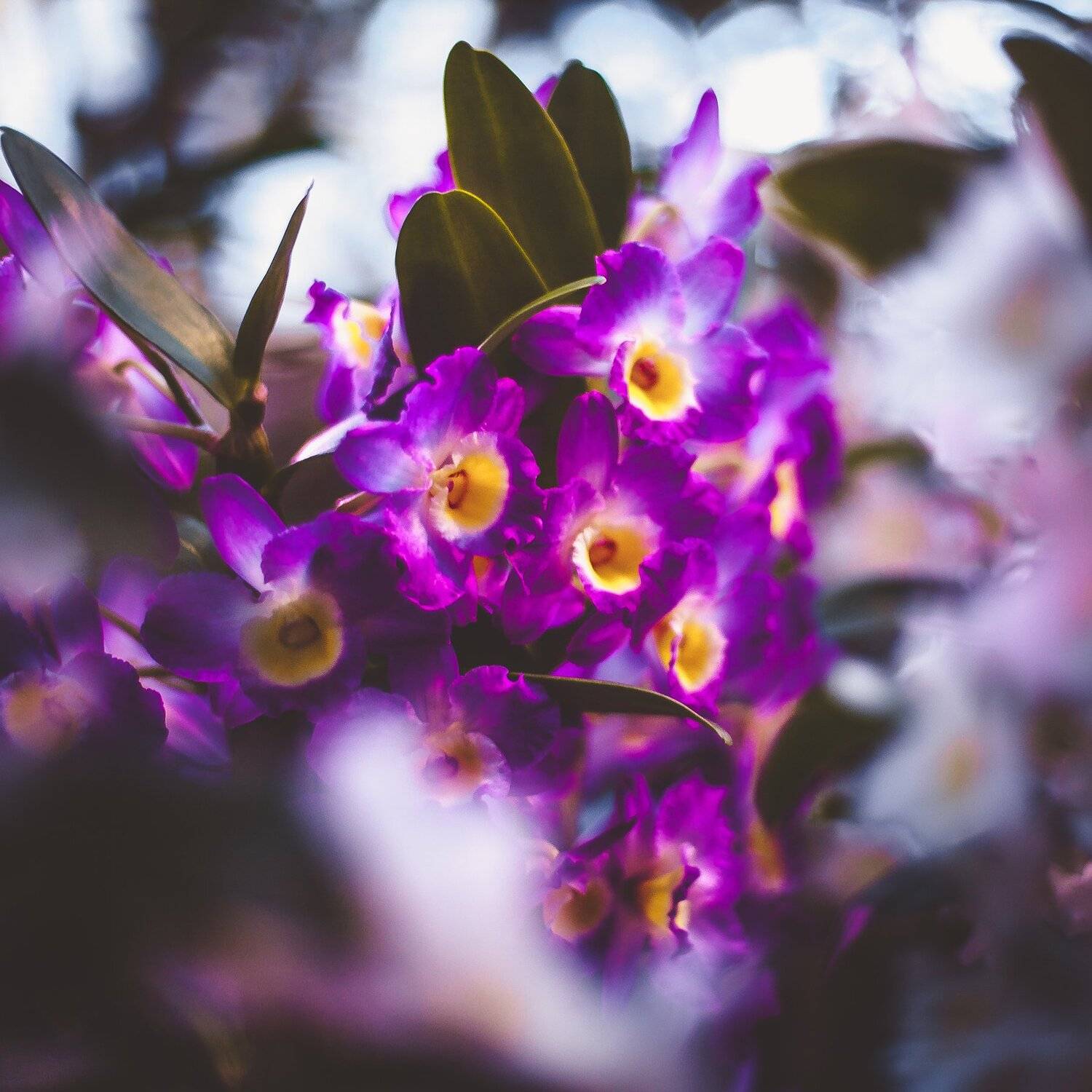 природа, цветы, боке, оранжерея, ботаника, Манченко Кристина