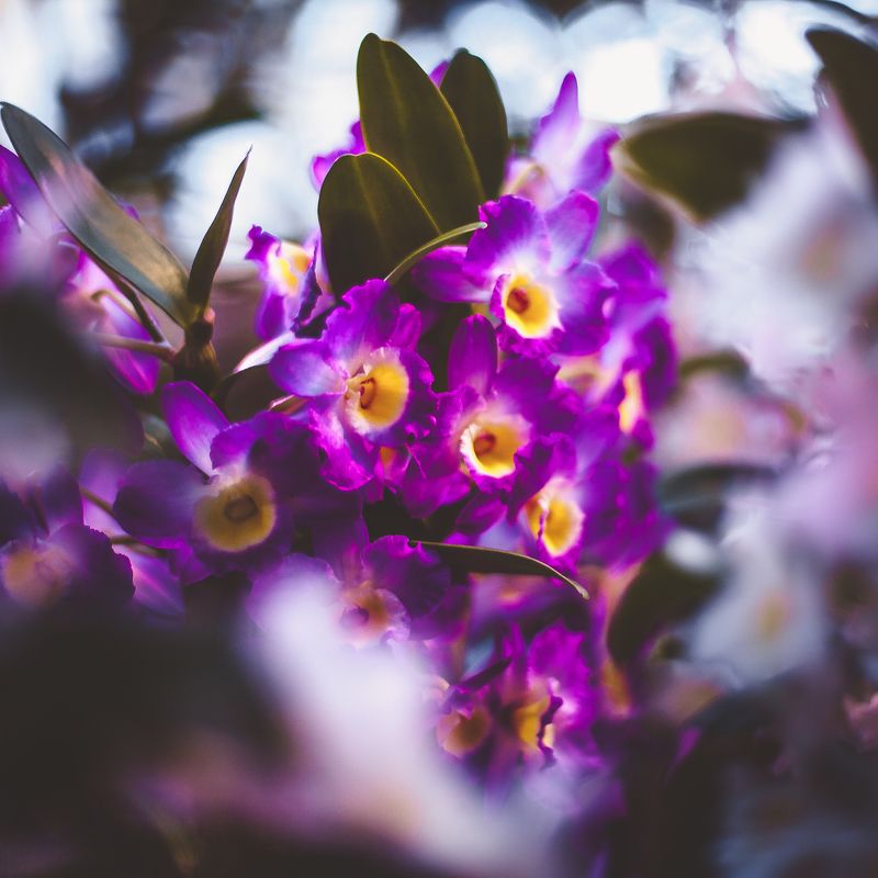 природа, цветы, боке, оранжерея, ботаника В ботаническом саду. Оранжерея фото превью