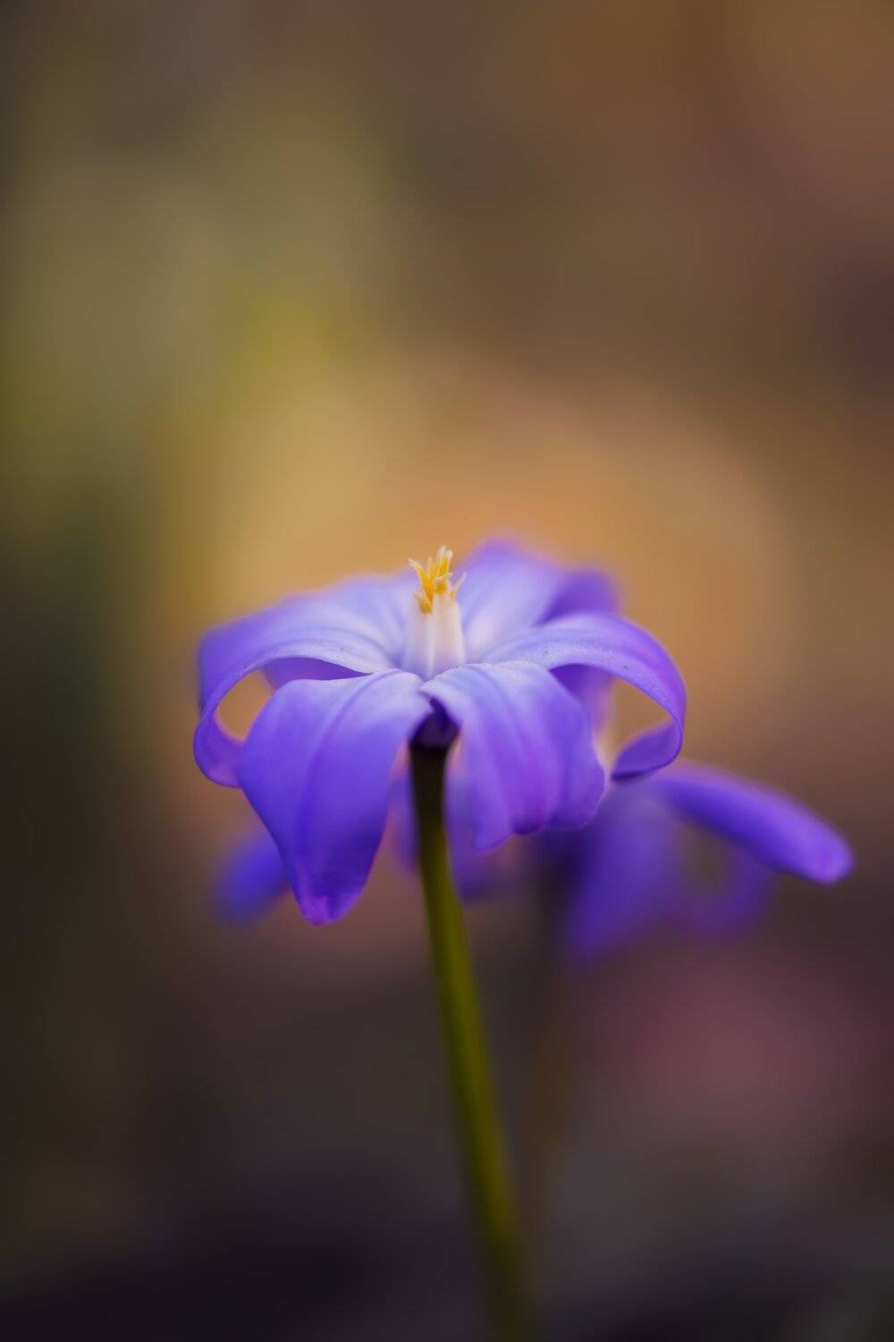 , Анастасия Добровольская