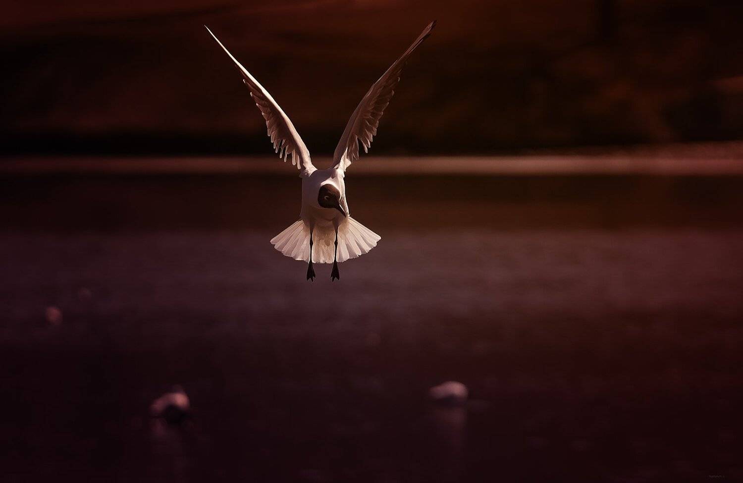 природа, лес, животные, птицы, Дмитрий Посевич