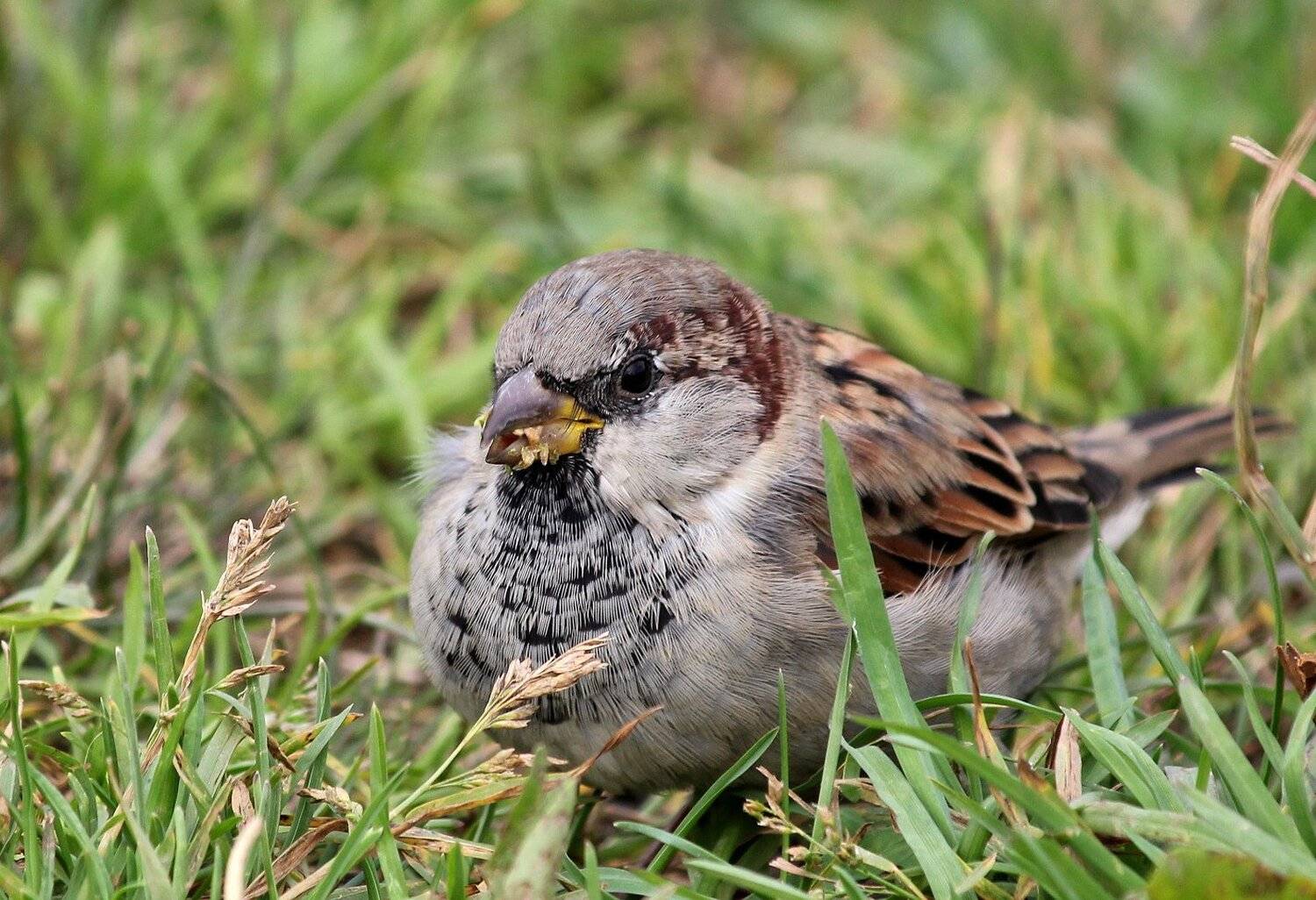 птицы,воробей, Влада Андрюнина